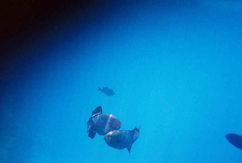 IMG_5618_0128506-R1-012-4A