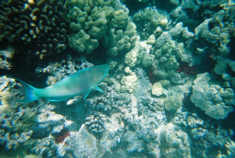 IMG_5618_0128506-R1-014-5A